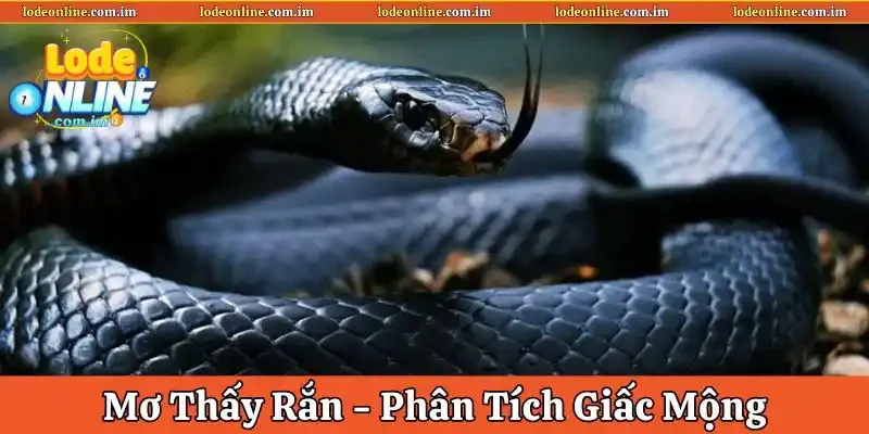 Mơ thấy rắn